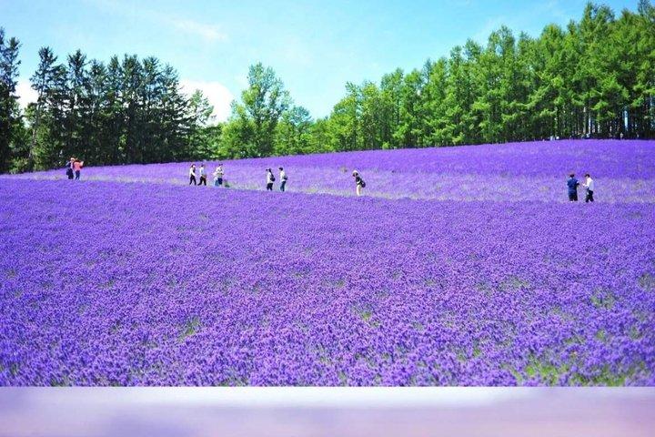 Blue Pond & Flower Fields Escape : Excursión de día completo a Furano y Biei