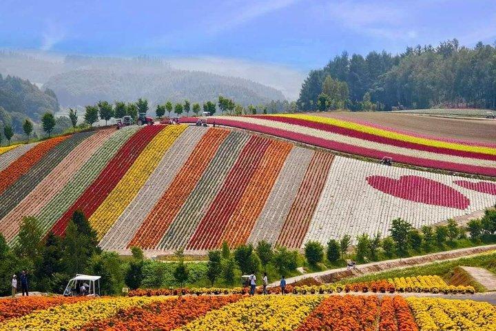 Blue Pond & Flower Fields Escape: Furano and Biei Full-Day Tour