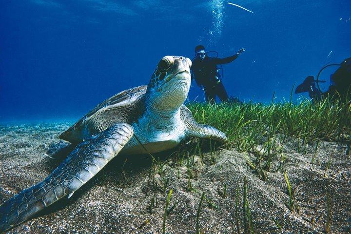 PADI Open Water Scuba Diving Certification Puerto Colon