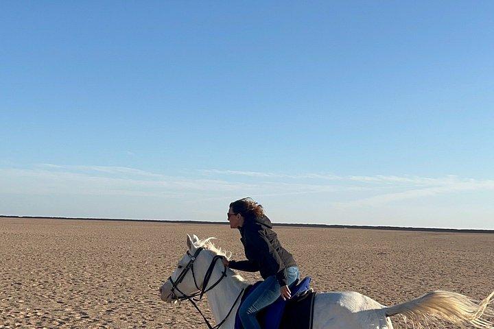 ハルガダ：朝または夕方の乗馬と水泳