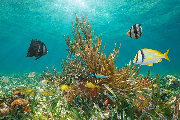 Discover Scuba Diving in Montego Bay-ONE Tank (First time Diving)