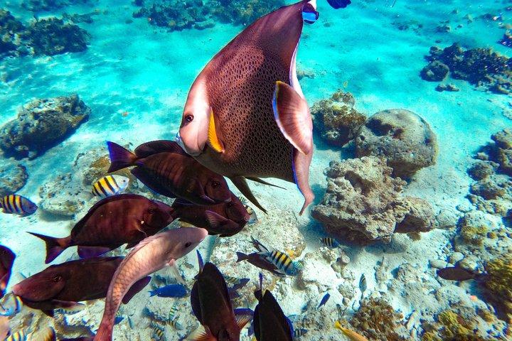 Nassau: Pearl Island Reef Snorkeling + Beach Day & Bahamian Lunch