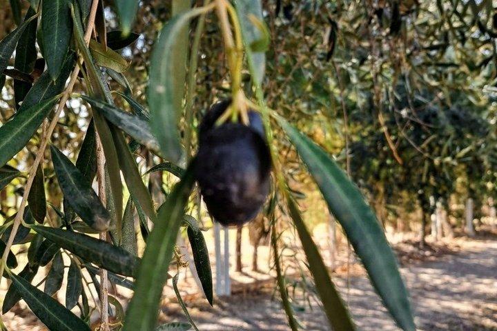 Half-Day Wine & Olive Oil Experience in Mendoza