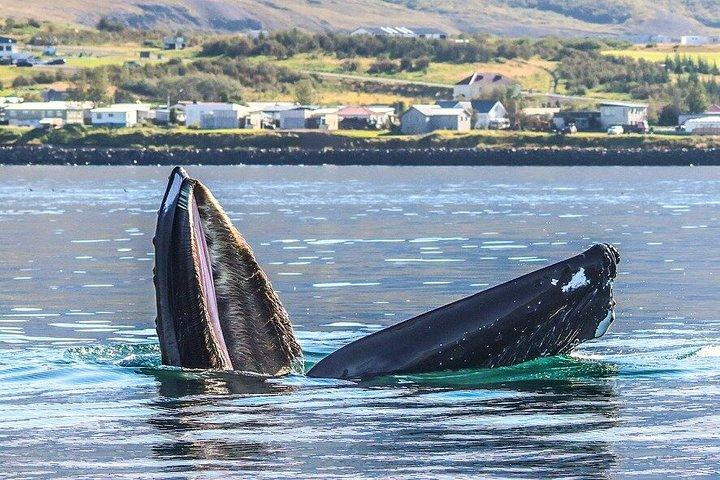 アイスランド北部のアークレイリに近いダルヴィクでホエールウォッチングを楽しもう