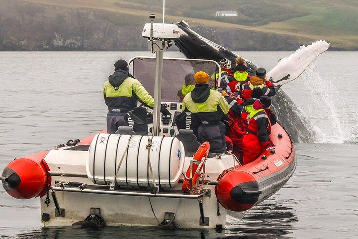 アイスランド北部のアークレイリに近いダルヴィクでホエールウォッチングを楽しもう