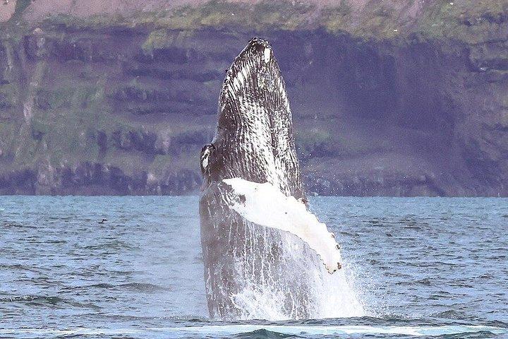 アイスランド北部のアークレイリに近いダルヴィクでホエールウォッチングを楽しもう