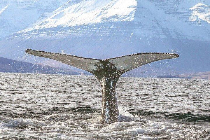 アイスランド北部のアークレイリに近いダルヴィクでホエールウォッチングを楽しもう