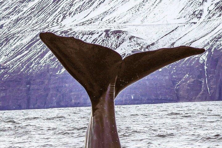 アイスランド北部のアークレイリに近いダルヴィクでホエールウォッチングを楽しもう