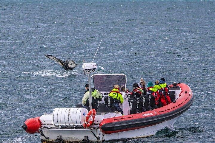 アイスランド北部のアークレイリに近いダルヴィクでホエールウォッチングを楽しもう