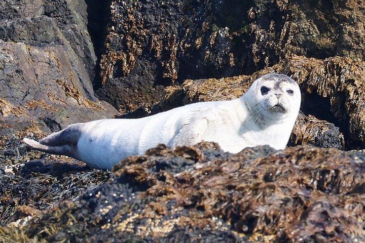 アイスランド北部のアークレイリに近いダルヴィクでホエールウォッチングを楽しもう