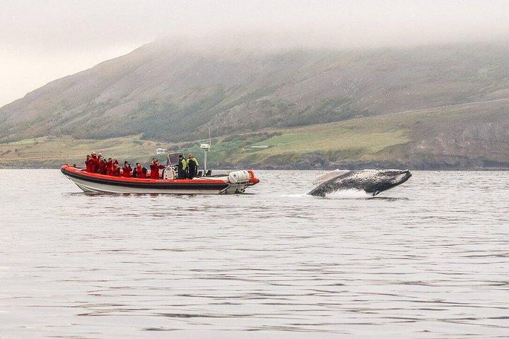 アイスランド北部のアークレイリに近いダルヴィクでホエールウォッチングを楽しもう