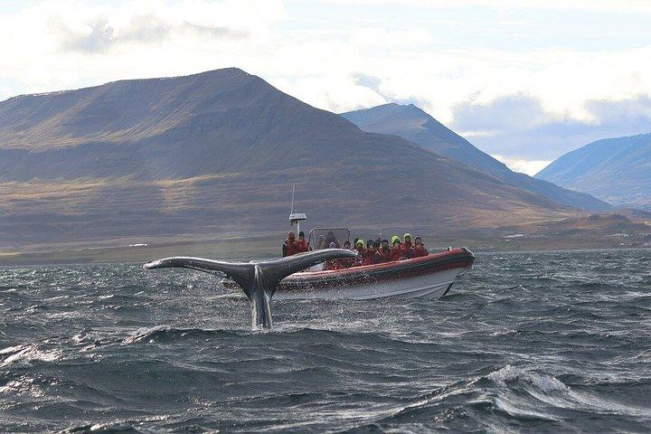 アイスランド北部のアークレイリに近いダルヴィクでホエールウォッチングを楽しもう
