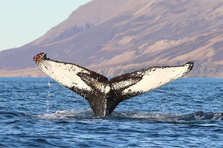 アイスランド北部のアークレイリに近いダルヴィクでホエールウォッチングを楽しもう
