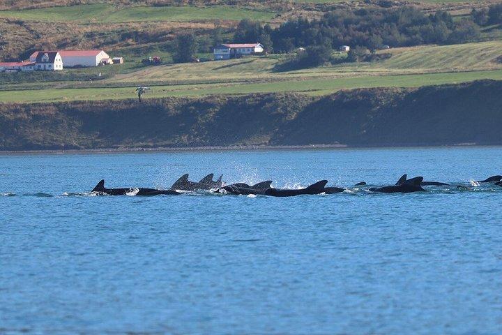 アイスランド北部のアークレイリに近いダルヴィクでホエールウォッチングを楽しもう