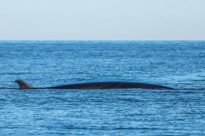 アイスランド北部のアークレイリに近いダルヴィクでホエールウォッチングを楽しもう