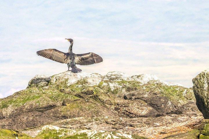アイスランド北部のアークレイリに近いダルヴィクでホエールウォッチングを楽しもう