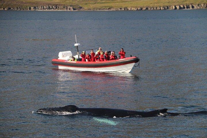 アイスランド北部のアークレイリに近いダルヴィクでホエールウォッチングを楽しもう