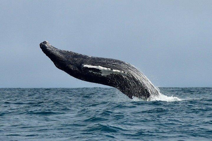 アイスランド北部のアークレイリに近いダルヴィクでホエールウォッチングを楽しもう