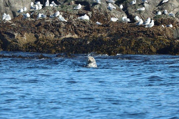 アイスランド北部のアークレイリに近いダルヴィクでホエールウォッチングを楽しもう