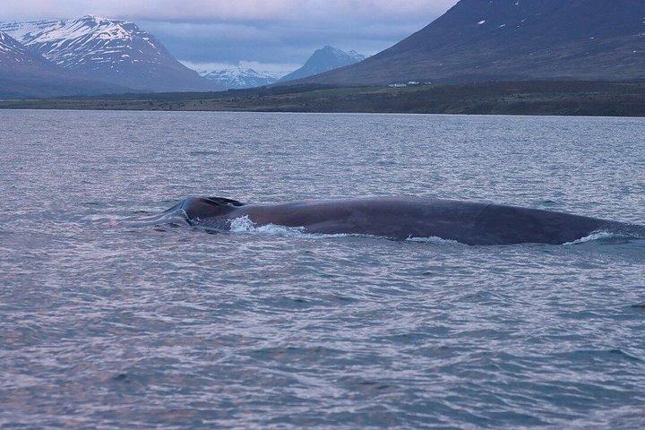 アイスランド北部のアークレイリに近いダルヴィクでホエールウォッチングを楽しもう