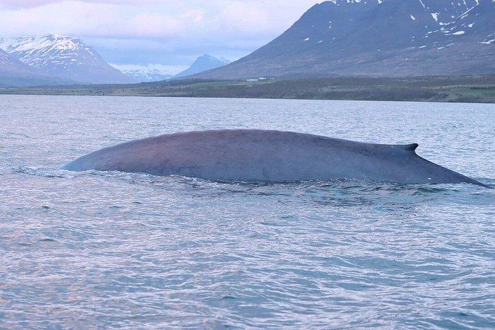 アイスランド北部のアークレイリに近いダルヴィクでホエールウォッチングを楽しもう