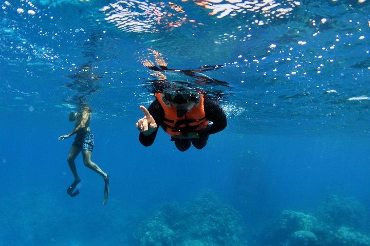Try Scuba Diving in the Red Sea with Mermates