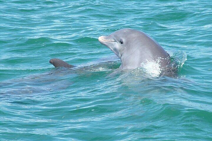 キーウェストで浅瀬シュノーケリングとイルカウォッチング