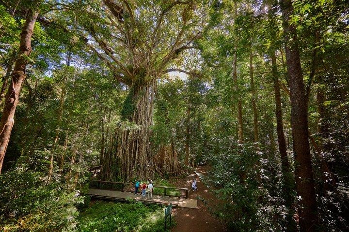 Atherton Tablelands : 2 - Visite privée de la culture autochtone d'une heure