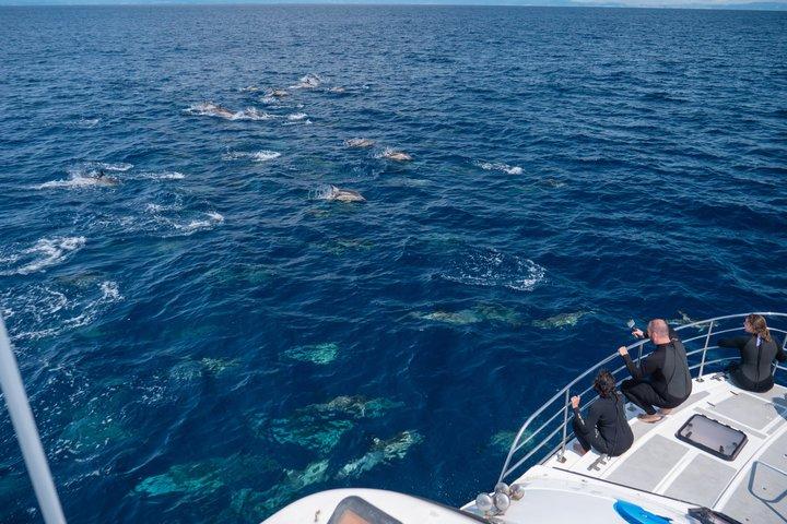 Encontro de golfinhos selvagens em Tauranga