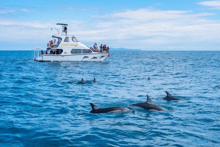 Encontro de golfinhos selvagens em Tauranga