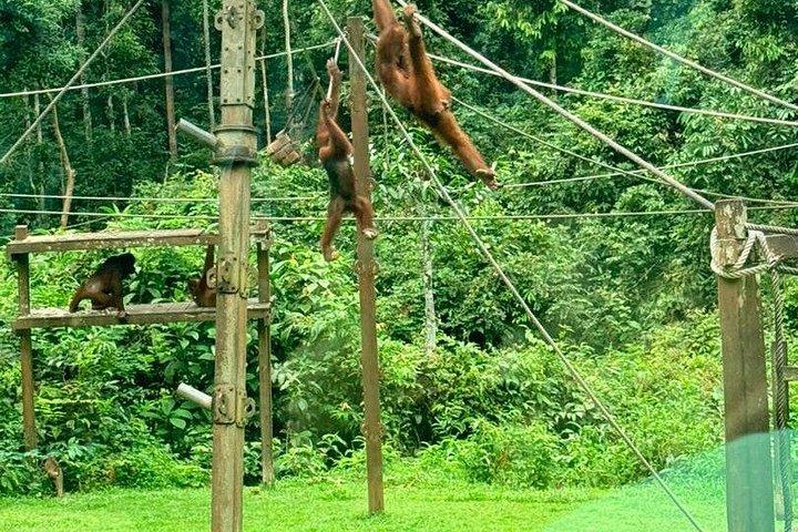 セピロク・オランウータンと熱帯雨林ディスカバリーセンター終日ツアー