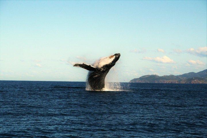 タウンズビルとマグネティック島でのホエールウォッチングと野生動物クルーズ
