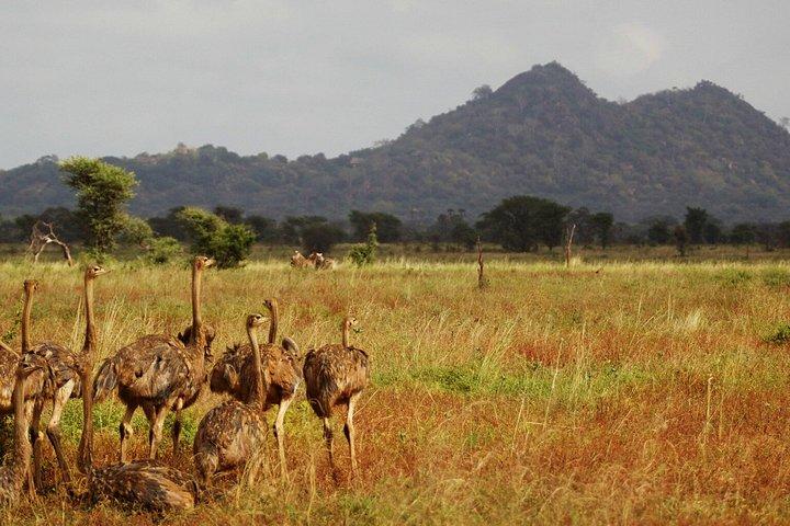 メル国立公園サンブル動物保護区とオル・ペジェタ5日間