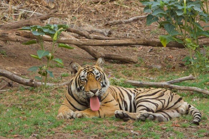 Tour du triangle d'or avec Tiger Safari à Ranthambore 7 jours