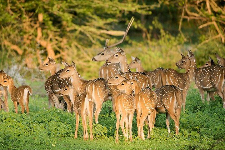 エラからウェリガマへのプライベートツアー（ヤラサファリ付き）