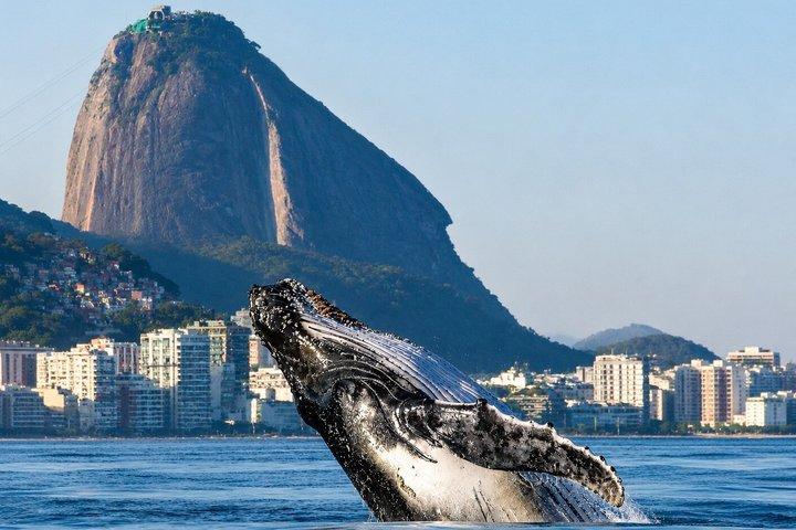Tour en barco por las Islas Tijuca desde Río de Janeiro
