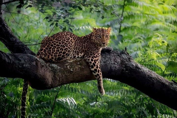 Half Day trip in Yala National Park