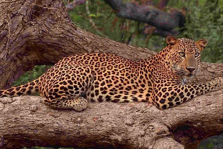 Half Day trip in Yala National Park