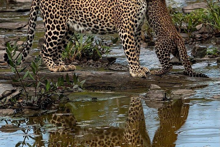 Half Day trip in Yala National Park