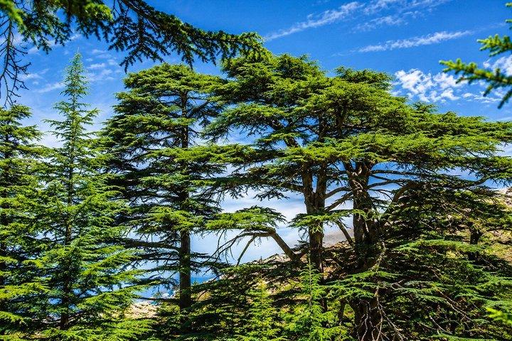 Private Ganztagestour von Beirut nach Qadisha Valley, Bcharre und Cedars of God