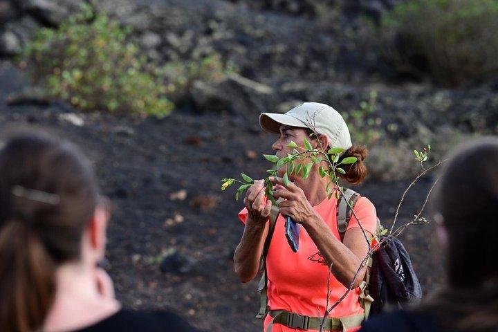 少人数グループでの火山自然公園でのトレッキング