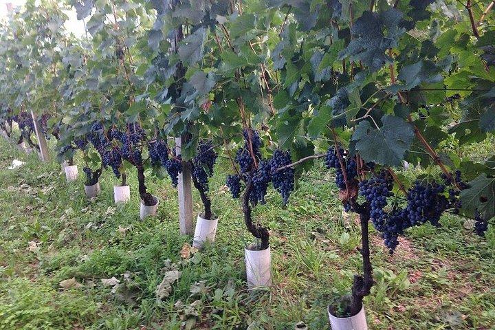 Domaso: Weinprobe im Weingut am Comer See