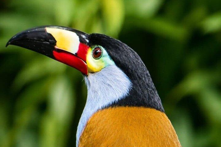 Mindo Nebelwald Vogelbeobachtung & Fotografie - Private Tagestour