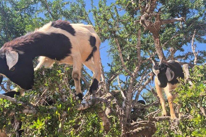 Agadir Tree Climbing Goats And Souk El Had Market
