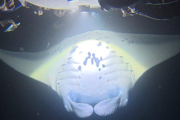 Kona Night Manta Ray Snorkel | Experiencia en grupos pequeños