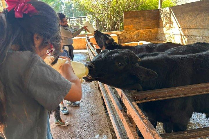 テオティワカン遺跡とサファリツアー（ビュッフェ式朝食付き）、一切の仕掛けなし