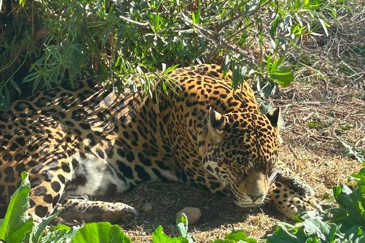 テオティワカン遺跡とサファリツアー（ビュッフェ式朝食付き）、一切の仕掛けなし