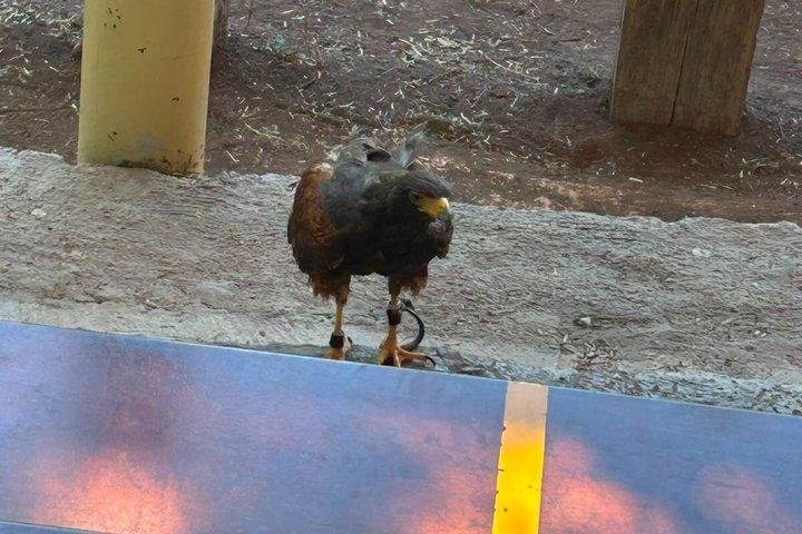 テオティワカン遺跡とサファリツアー（ビュッフェ式朝食付き）、一切の仕掛けなし