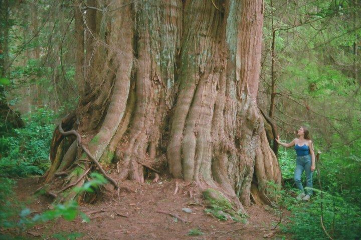 Oude bomen van Vancouver Walking Tour