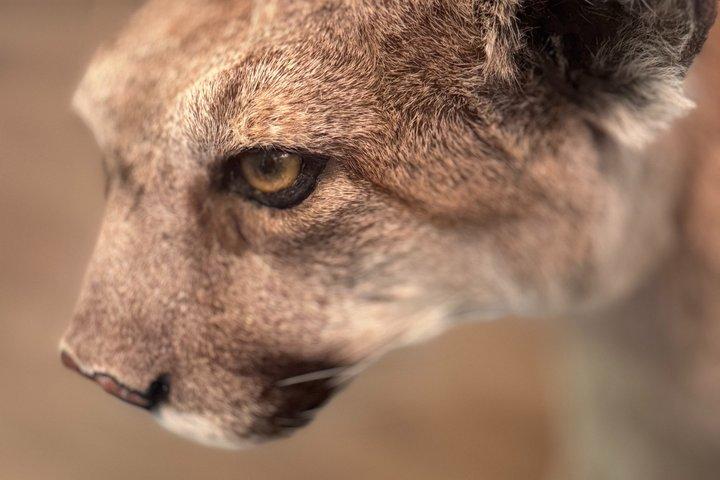 シアトルからカスケードへのマウントレーニア国立公園日帰りツアー